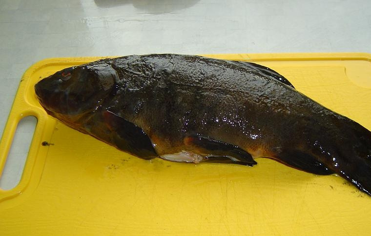 1. Этап. Линь в сметанном соусе: Прежде чем приступить к готовке, линя потрошим, чистим, моем.