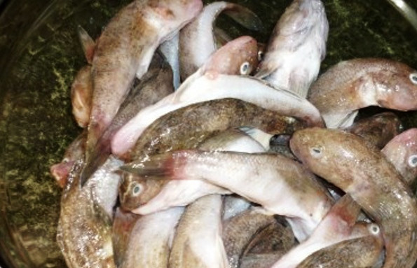 1. Этап. Котлеты из бычков: Рыбу промойте, выпотрошите, отрежьте головы и хвосты.