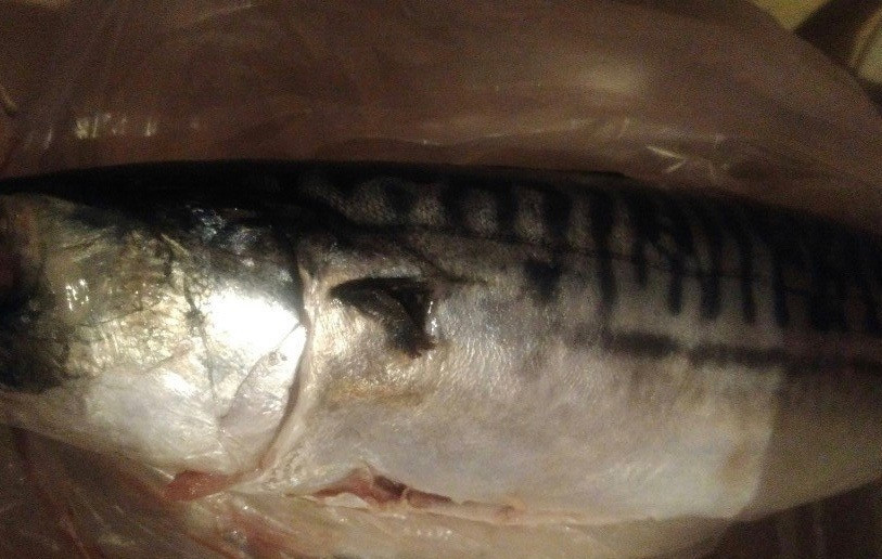 1. Этап. Скумбрия, запеченная с овощами в рукаве: 1. Поскольку скумбрия достаточно жирная, ее хорошо готовить на подушке из овощей в рукаве. Все ингредиенты в таком случае готовятся в собственном соку. Итак, почистите тушку рыбы и тщательно помойте ее.