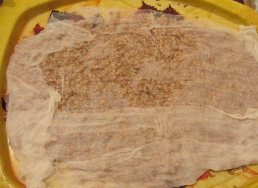 1. Этап. Пшеница: Затем выложите зёрна в один слой на поднос. Накройте их марлей в 2-4 слоя.