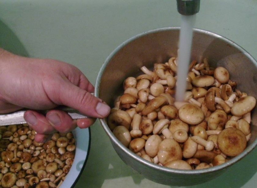 1. Этап. Суп-пюре из опят: 1. Отвариваем опята в подсоленной воде. Этот процесс займет 20-30 минут. Если Вы используете замороженные опята, просто размораживаете их, варить не нужно. Однако все равно промойте грибы проточной водой.