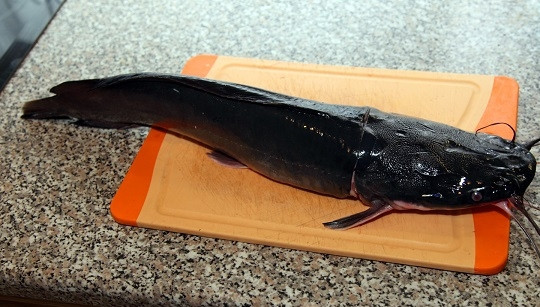 1. Этап. Запеченное филе сома: 1. Рыбу вымойте и аккуратно очистите от кожицы, удалите голову.