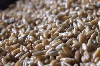 1. Этап. Щи московские: Сливаем воду с замоченного зерна, раскладываем последний тонким слоем на противень или в другую посуду.