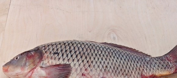 1. Этап. Сазан под маринадом: 1. Первым делом нужно вымыть рыбку и очистить.