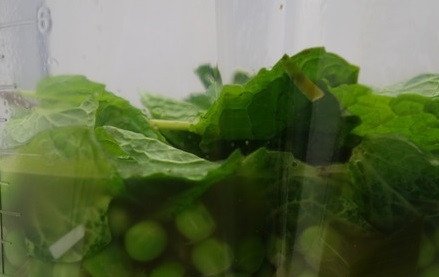 1. Этап. Суп-пюре из горошка с мятой: 4. В чашу блендера отправьте порей, горошек, листочки мяты и влейте немного воды. Взбейте, оцените консистенцию и при необходимости добавьте еще воду.