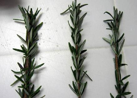 1. Этап. Бекон с острым соусом: Убираем листочки с веточек.