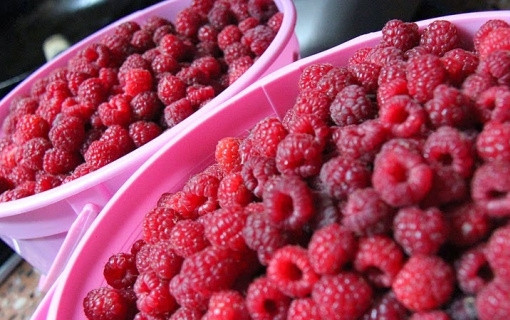 1. Этап. Рецепт малинового вина: Малину тщательно переберите, но не мойте.