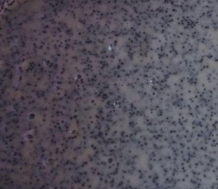 1. Этап. Торт трехслойный: 2. Приготовьте тесто для каждого коржа. Возьмите одно яйцо, 1/2 стакана сметаны, 1/2 стакана сахара, 3 столовые ложки муки, 1/2 ложки соды. Все тщательно перемешайте. В первый корж добавьте мак. Перемешайте. Выпекайте в духовке при 180 градусах 25-30 минут.