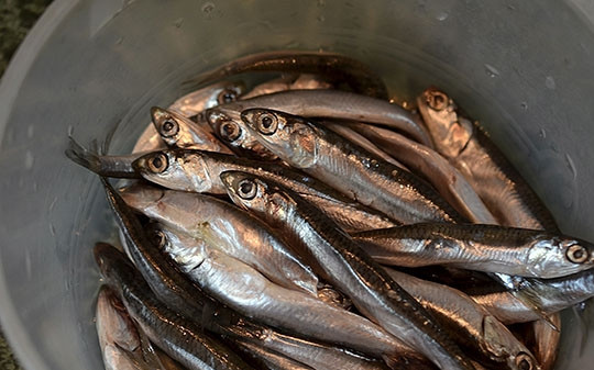 1. Этап. Сяочи закуска: Рыбу почистите, посолите, замаринуйте в рисовом вине.