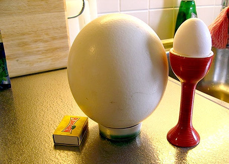 1. Этап. Яичница из страусиного яйца: Подготовьте страусиное яйцо. Вот такое было у меня.