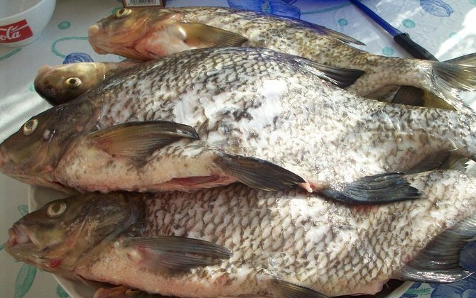 1. Этап. Котлеты из леща: Рыбку моем, чистим, режем филе.