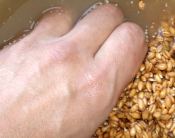 1. Этап. Квас из пшеницы: Когда пшено прорастет - промываем его. И снова заливаем водой.