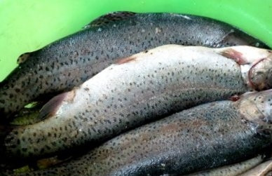 1. Этап. Форель с розмарином в духовке: Очистим рыбу от чешуи и внутренностей, тщательно промоем.