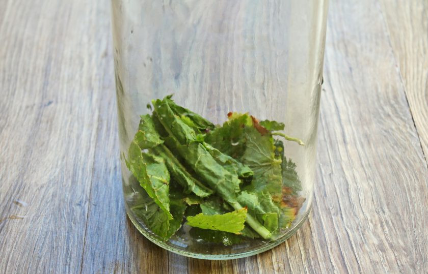 1. Этап. Моченая антоновка в домашних условиях: Банки тщательно вымойте и выложите на дно часть листьев смородины и хрена.