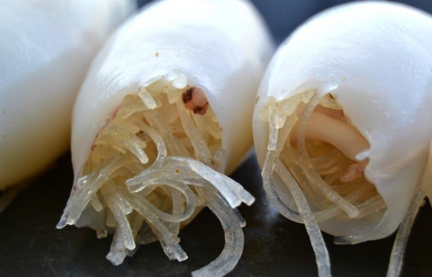 1. Этап. Запеченный фаршированный кальмар: 11. Очищенные тушки кальмара нафаршируйте приготовленной смесью из лапши и осьминога, посолите немного.