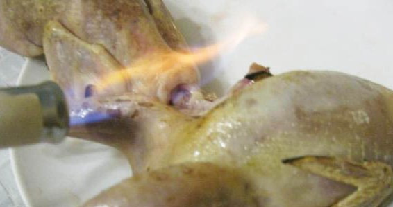 1. Этап. Фаршированные перепела в духовке: Перепелов помойте и опалите газовой горелкой.