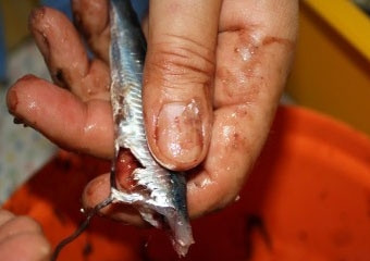 1. Этап. Засолка хамсы: 2. Далее самый трудоемкий и долгосрочный процесс, который предполагает этот простой рецепт засолки хамсы - чистка рыбы. Ее нужно аккуратно избавить от внутренностей.