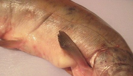 1. Этап. Горбуша на пару в мультиварке: 1. К выбору красной рыбы у меня особое отношение. Я всегда стараюсь приобрести ее в супермаркете и уделяю достаточно времени выбору. Для начала очистите ее или попросите это сделать в месте покупки.