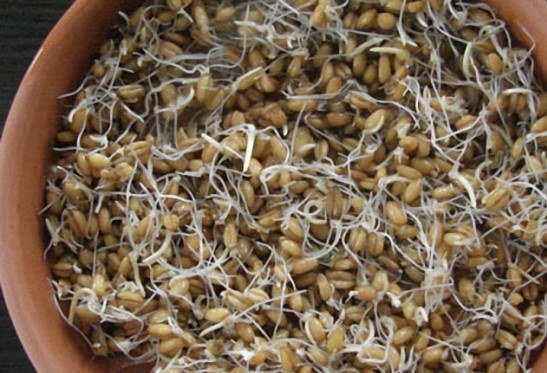 1. Этап. Бражка на пшенице: Вот такой примерно должна быть проросшая пшеница. Кстати, можете заранее проверить пшеницу - не вся хорошо прорастает. Повторите процедуру предварительно с горстью пшеницы.