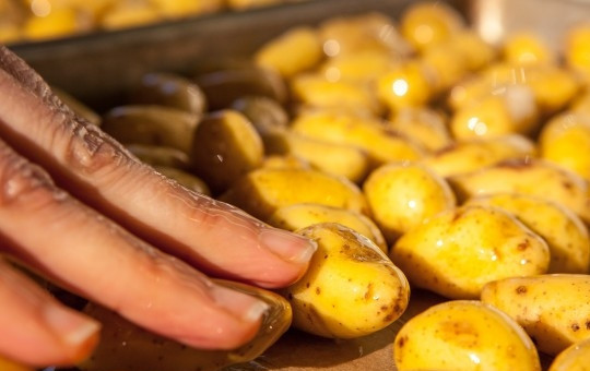 1. Этап. Запеченный картофель с ароматной зеленью: 1. Вымойте картофель, выложите на противень. Присыпьте солью, дополните по желанию перцем, смажьте растительным маслом. Отправьте в разогретую до 190 градусов духовку минут на 35.