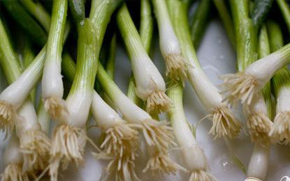 1. Этап. Салат с макаронами, зеленым луком и сыром: 2. Тонко нарезать зеленый лук. Измельчить чеснок. Нагреть оливковое масло в большой сковороде. Добавить большую часть зеленого лука, все чеснока и щепотку соли. Готовить, пока лук не станет мягким, а чеснок не начнет менять цвет, около 4 минут. Снять с огня и дать остыть в течение нескольких минут.