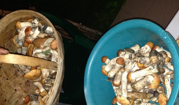 1. Этап. Подосиновики консервированные: 1. Когда в разгаре сезон грибов, я обязательно консервирую подосиновики в домашних условиях. Во-первых, они невероятно вкусные, а во-вторых, эти грибы великолепно сочетаются с любыми блюдами на праздничном столе. Ну и конечно, они отлично дополняют вкус многих блюд и остаются по-прежнему незаменимой закуской.