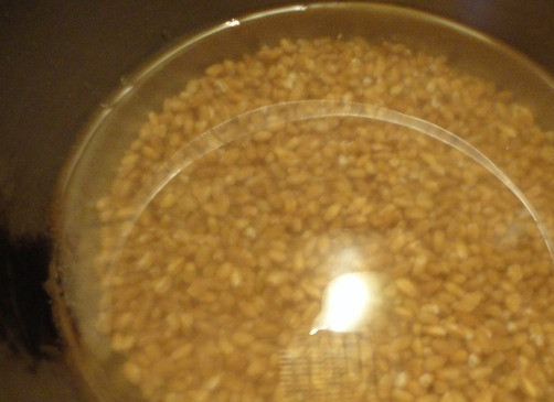 1. Этап. Кутья с яблоками: Кутью традиционно готовят из пшеницы, так как ее считают символом вечной жизни. Но есть рецепты кутьи из риса и даже из макаронных изделий. Я предпочитаю все-таки пшеничную. Пшеницу с вечера хорошо промыть несколько раз, до тех пор, пока вода не будет прозрачной. Оставить в воде на ночь.