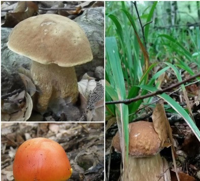 1. Этап. Грибная похлёбка в Северном Причерноморье: Грибы были … ммм … куплены на рынке. Потому что тут «ходить за грибами» - занятие весьма непростое. Потому что больно уж рельеф местности местный кривой. В смысле искривления поверхности. Сплошное «в гору» получается, понимаете ли. А еще – медведи. Нет, сам то я их не встречал, но из окна автомобиля видел. Бродят между лесом и дорогой, случается. Так что – наш путь: рынок! Среди боровиков, «белых» то есть, нашелся один «цезарский» гриб. Его еще называют «царским» здесь. Так проще произносить. Справка: «… цезарский гриб — это мухомор, обладающий массой полезных свойств. Который со времен древнего Рима является деликатесом и в современном Мире несет пользу человечеству помогая исцелять болезни и недуги…» А и взаправду на мухомор похож, с которого дождем смыло пятна со шляпки. НО! Надо заметить – весьма вкусный этот «цезарский» обитатель севернопричерноморских лесов.