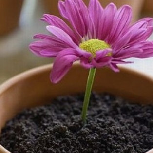 Десерт Цветок