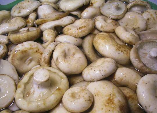 1. Этап. Грузди маринованные хрустящие: 1. Грибы очень тщательно промываем, лучше всего оставить замоченными в воде на сутки. И при чем воду советуют менять два-три раза за сутки.