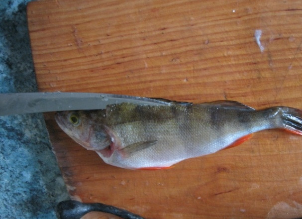 1. Этап. Жареный окунь: Затем делаем параллельные надрезы с двух сторон спинного плавника.