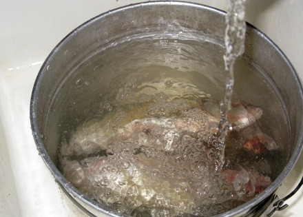 1. Этап. Уха на природе: Мелкую рыбу положите в котелок и залейте холодной водой. Совет: если рыба совсем мелкая, то заверните ее в чистую марлю, пусть варится в таком «пакетике», потом такую рыбу будет легче извлечь из бульона.