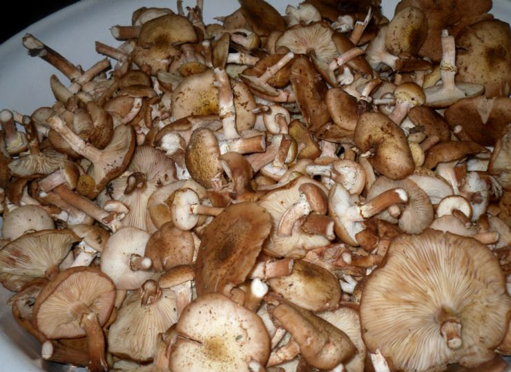 1. Этап. Маринованные опята с чесноком: Перебираем опята и промываем их под проточной водой.