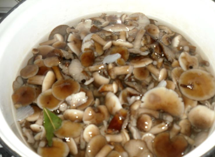 1. Этап. Маринованные опята с чесноком: В кипящий маринад выкладываем отваренные опята и варим все еще 20 минут.