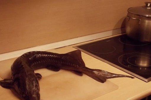 1. Этап. Шашлык из осетра: Для начала целого осетра хорошенько необходимо промыть под холодной проточной водой. Затем начинается самый трудоемкий процесс. Очищение рыбы от чешуи, удаление жабр, плавников и вынимание потрохов. Чтобы снять шкуру с осетра необходимо его ошпарить крутым кипятком, а затем облить холодной водой.