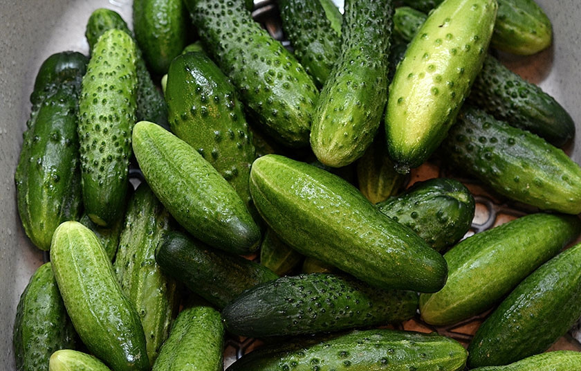 1. Этап. Огурцы соленые (без уксуса): 1. Огурцы хорошо помойте. У меня свежие огурцы, я их сорвала в этот же день, поэтому в холодной воде я их не замачиваю. «Попки» у огурцов тоже не срезаю, я срежу их при подаче на стол.