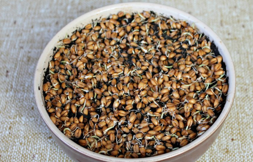 1. Этап. Салат с ростками пшеницы: Часть пшеницы кладем сверху на горшочек с землей. Поливаем. Чтобы пшеница выросла нужно 3-6 дней. Через 3 дня будут небоьшие ростки, которые уже можно использовать. Далее, ростки поднимутся сильнее. Их можно использовать для салатов.