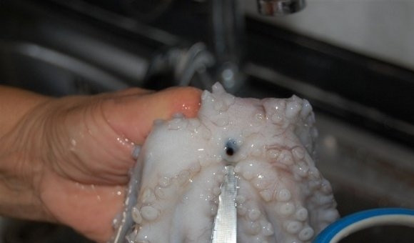 1. Этап. Осьминог по-итальянски: Осьминога необходимо хорошо помыть. Потом удалить глаза и зубы. Если есть внутренности, надо вывернуть мешок и удалить их тоже.