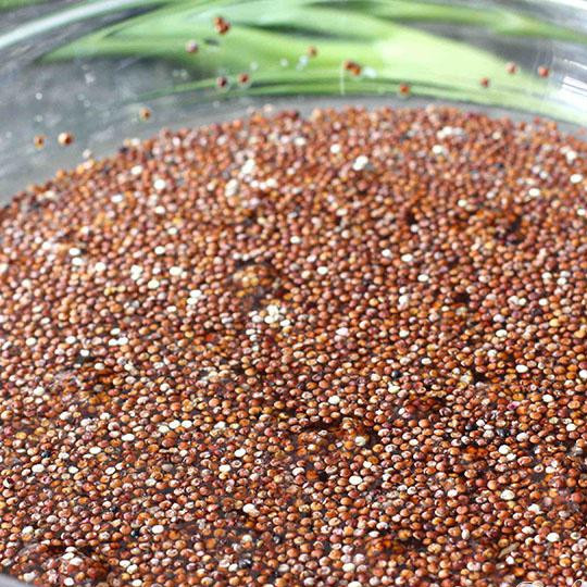 1. Этап. Салат из лебеды: Хорошенько промойте лебеду в холодной воде, несколько раз меняя воду.