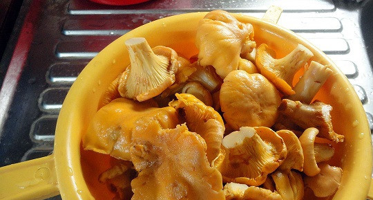 1. Этап. Пирог с грибами из слоеного бездрожжевого теста: 1. Грибочки вымыть и откинуть на дуршлаг, чтобы они немного просохли.