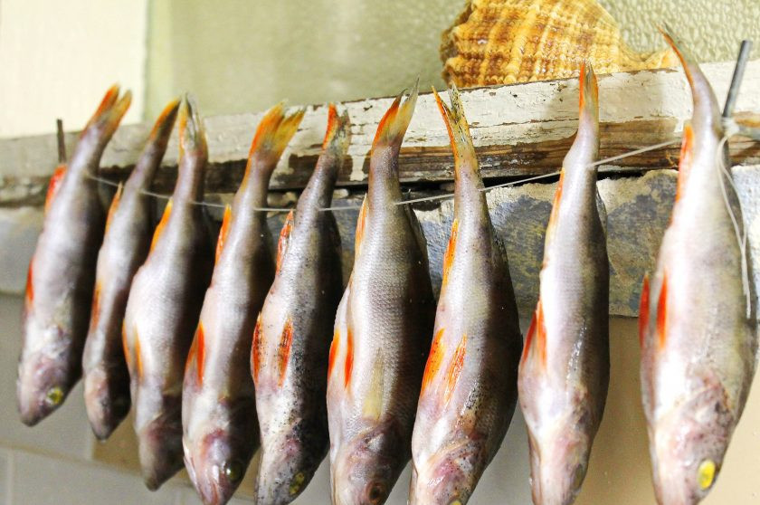 1. Этап. Таранка из окуня: Достаньте рыбу из воды, сделайте в хвосте дырочку и протяните через нее веревочку. Ну или как я, просто воспользуйтесь иголкой и плотной ниткой. Подвесьте таранку вниз головой, чтобы окуни не соприкасались. Оставьте сохнуть рыбу в течение 10-14 дней, в зависимости от желаемой степени просушки.