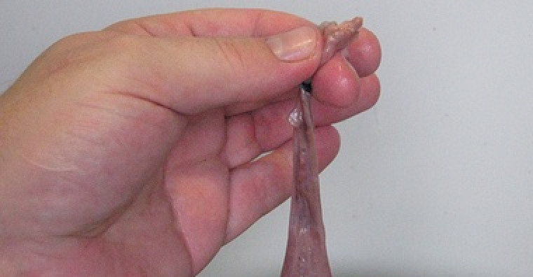 1. Этап. Домашняя кровяная колбаса: 4. Теперь завязываем узлом и второй конец колбасы. Аккуратно помещаем в кастрюлю, варим 20 минут на маленьком огне.