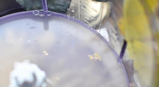 1. Этап. Багет: Дрожжи разведите в тёплой воде. Оставьте их на 15 минут.