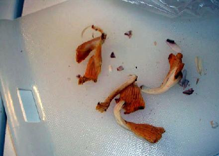 1. Этап. Сэндвич с грибами: Рвем лисички на части.