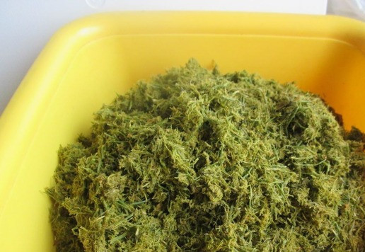 1. Этап. Хвоя сосновая ферментированная: Измельчить хвою с помощью мясорубки, используя решётку с крупными отверстиями. Аромат хвои сразу усиливается и становится ярче. Поместить получившуюся хвойную массу в удобную ёмкость и накрыть влажной и отжатой х/б тканью. Скорость ферментации будет зависеть от температуры в помещении, у нас процесс шёл почти двое суток. Ткань будет подсыхать, поэтому её периодически снимать, увлажнять, выжимать и возвращать на место. В процессе ферментации цвет хвои изменится и аромат будет мягкий хвойно-фруктовый. На фото хвоя после ферментации.