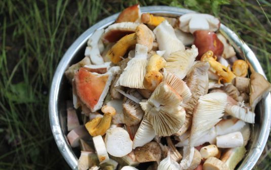 1. Этап. Подосиновики на костре: 1. Грибы тщательно перебираем и нарезаем произвольно.