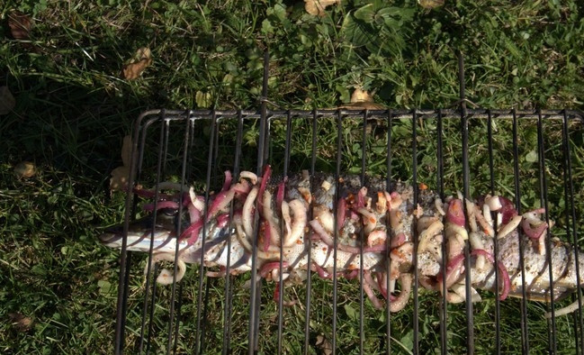 1. Этап. Щука на мангале: Переложите рыбу в решётку. Оставьте немного лука.