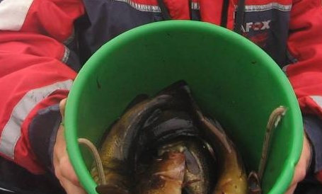 1. Этап. Треска копченая: Свежую только пойманную рыбу чистим, убираем кишки и прочее. Голову можно оставить.