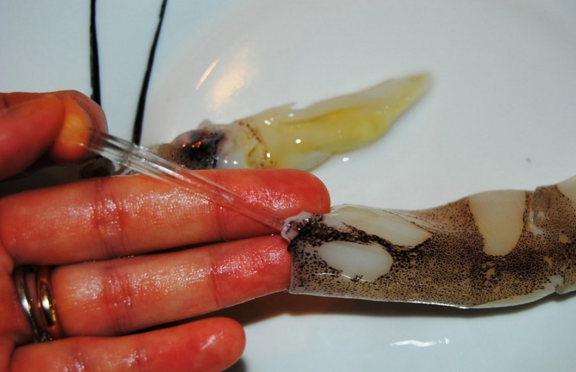 1. Этап. Кальмары в сметане: 1. Кальмары надо очистить от кожицы. Для этого подцепите кожицу и потяните.