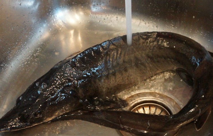 1. Этап. Копченый осетр: 1. Осетр — рыба невероятно вкусная и, если такой подарочек окажется на вашей кухне, разделите его на части и приготовьте не одно блюдо. Я голову и хвост оставила на уху, а серединку решила закоптить горячим способом.